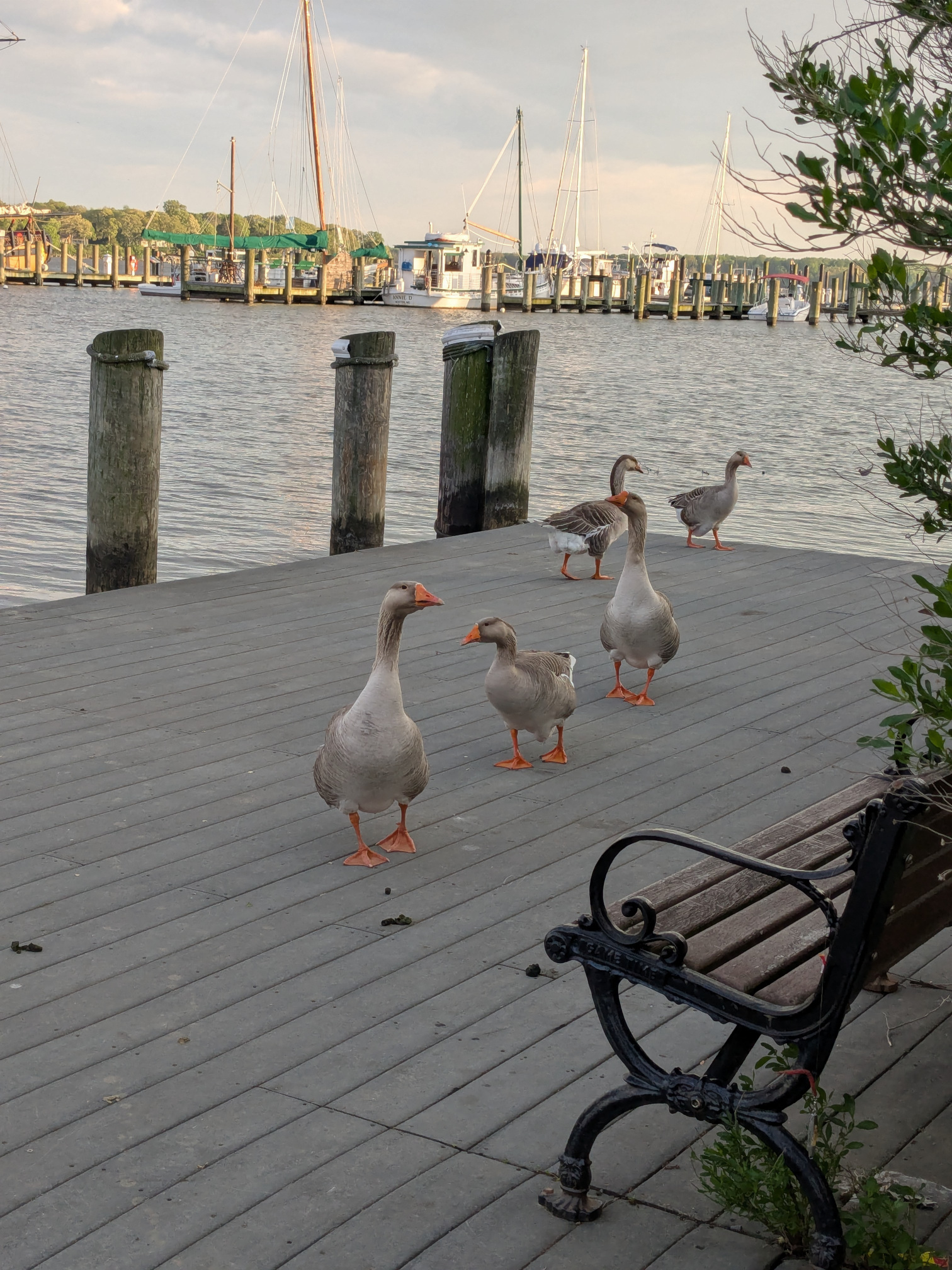 Five geese standing on a pier. Water past the pier. Then another pier with some sail boats.