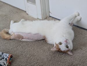 White cat laying on his side. His back is shaved and has stitches. He's looking at the camera.